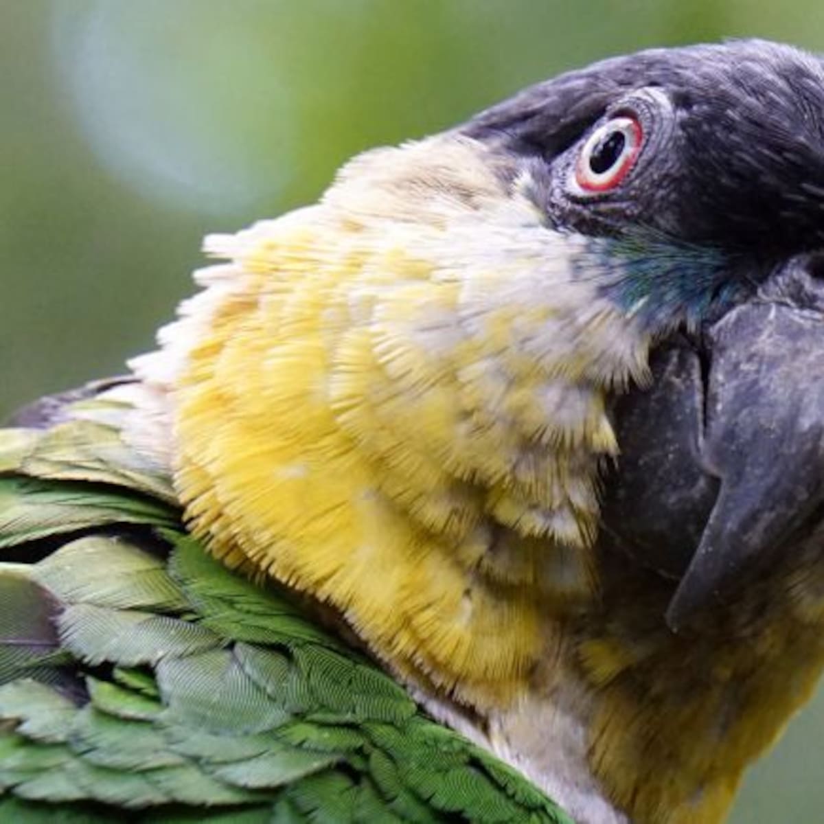 Arrestan a perico narco