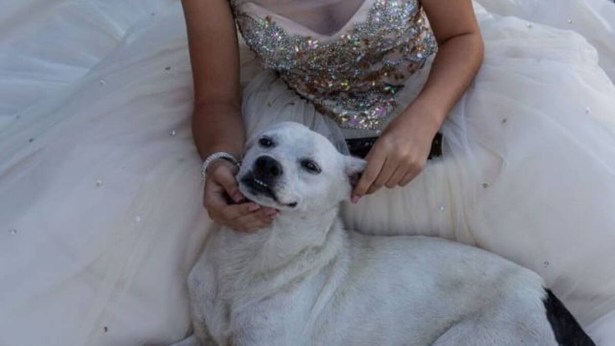 Perrito se cuela en sesión fotográfica de quinceañera