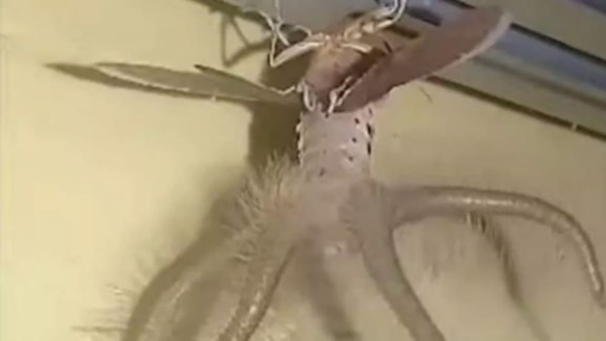 Aparece extraña criatura con alas y tentáculos