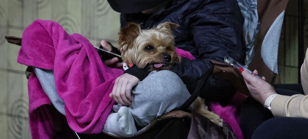 Niño vivía con perros, aprendió a ladrar