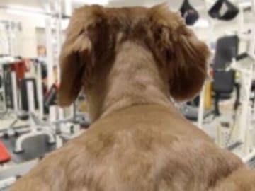 Alguien le tomó una foto a su perro desde atrás y lo trollean con Photoshop