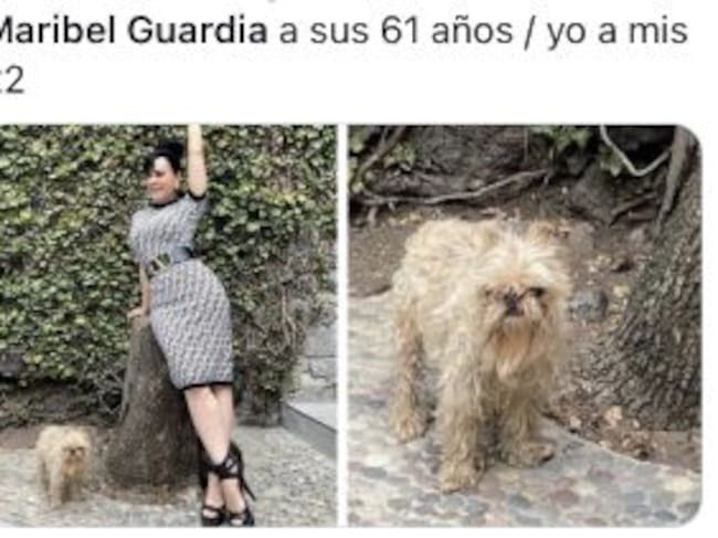 Memes perrito de Maribel Guardia
