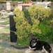 Perro muere en la tumba de su dueño