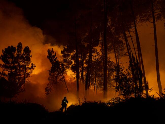 Reforestación en Michoacán