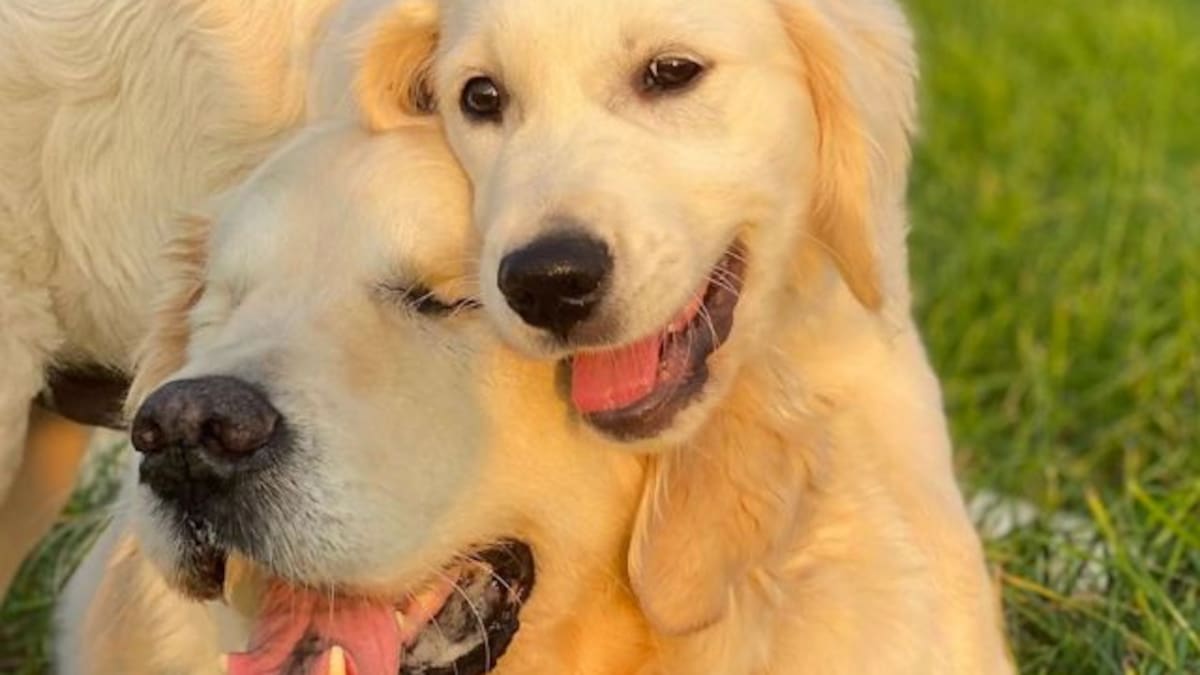 Perro ciego recibe lazarillo cachorro para que lo guíe