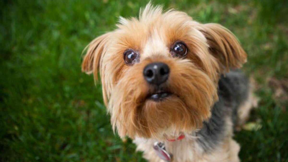 Corte brasileña concede derecho de visita de un hombre a su mascota