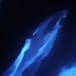 Delfines juegan con bioluminiscencia y se pintan de neón