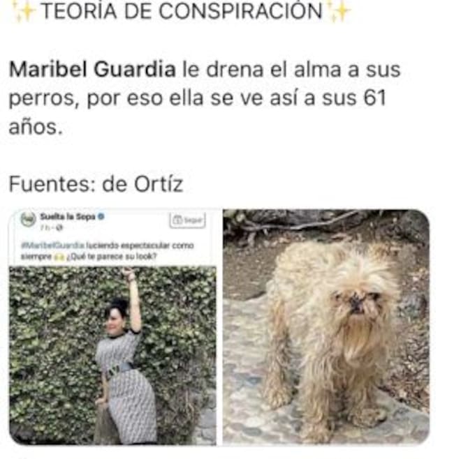 Memes perrito de Maribel Guardia