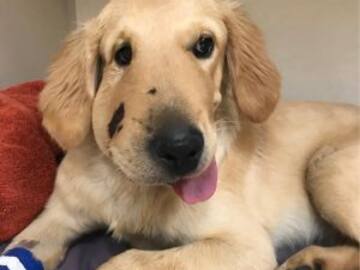 Este es el rostro de un perro héroe... conoce su historia