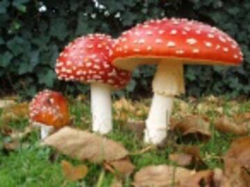 Líderes de diversas religiones consumen "hongos mágicos" para un estudio científico