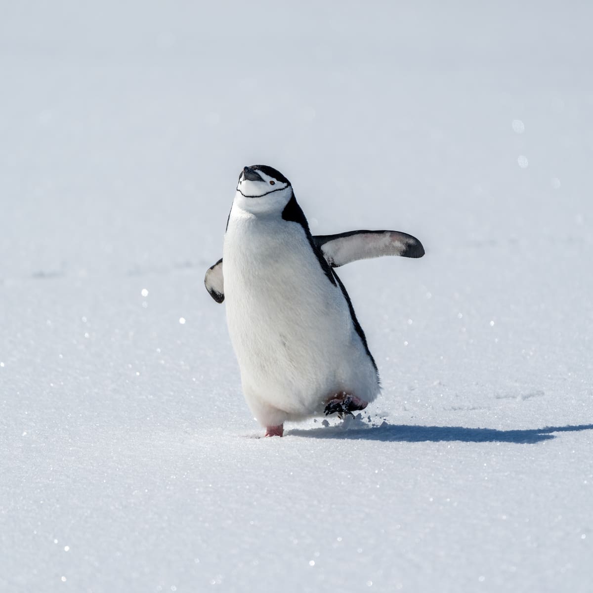 Esta es la historia detrás del pingüino que por irse solo a las montañas nevadas fue llamado nihilista