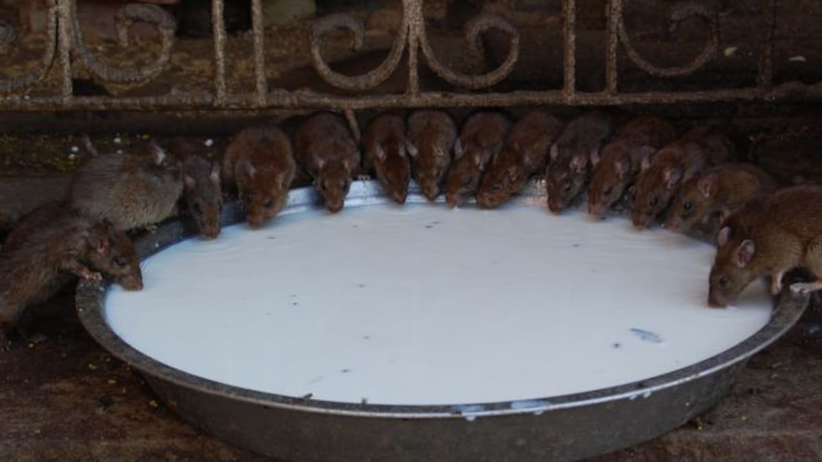 Torturan a una rata como “castigo” por robar arroz