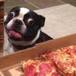 Estos perros rogando por tu comida es lo más adorable