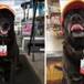 PERRITO ABANDONADO CONSIGUE TRABAJO EN GASOLINERA