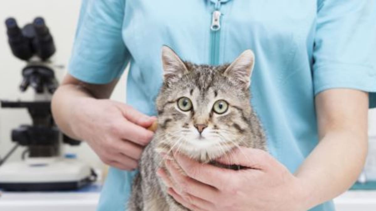 El gato que sobrevivió a un ciclo de lavado