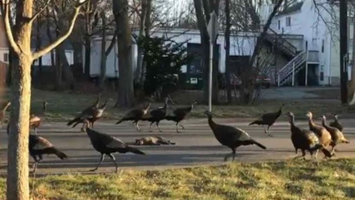 Pavos que caminan alrededor de un gato muerto