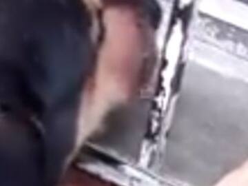 Perrito pide dinero para comprar comida en una tienda