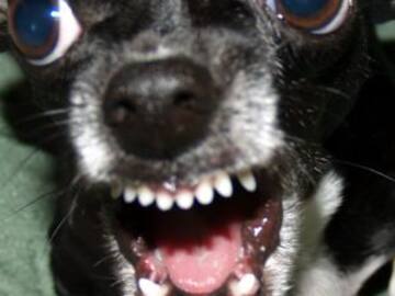 PERROS CHIHUAHUA SON MÁS AGRESIVOS QUE LOS PITBULL