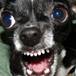 PERROS CHIHUAHUA SON MÁS AGRESIVOS QUE LOS PITBULL