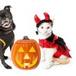 Disfraces de Halloween para tu mascota