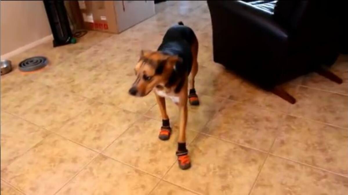 Este perrito modela sus calcetines nuevos