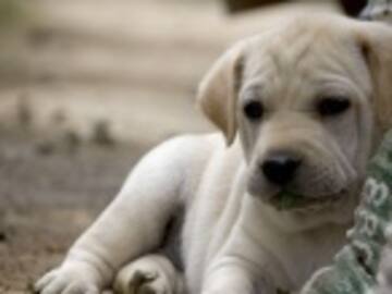 Adopción y el futbol chileno