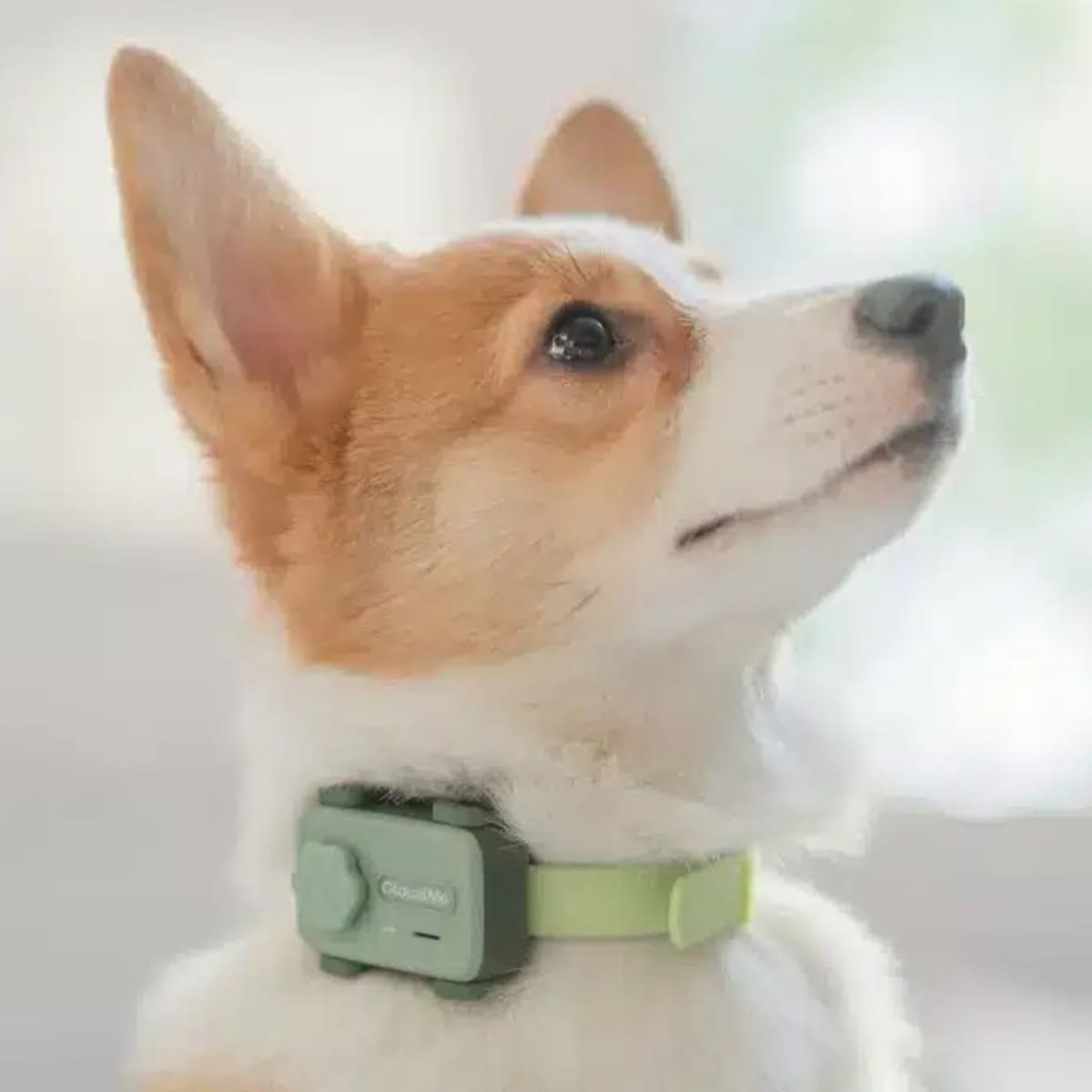 PetPhone: esto cuesta el smartphone para mascotas que te permite hablar con tu perro o gato en tiempo real