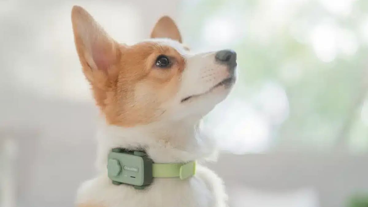 PetPhone: esto cuesta el smartphone para mascotas que te permite hablar con tu perro o gato en tiempo real