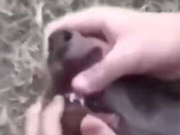 Así fue como rescataron a Chimuelo del hocico de la perrita