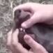 Así fue como rescataron a Chimuelo del hocico de la perrita