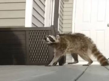 LA ÉPICA BATALLA ENTRE UN HOMBRE Y UN MAPACHE
