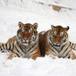 Así lucen los tigres siberianos gordos en un zoológico de China