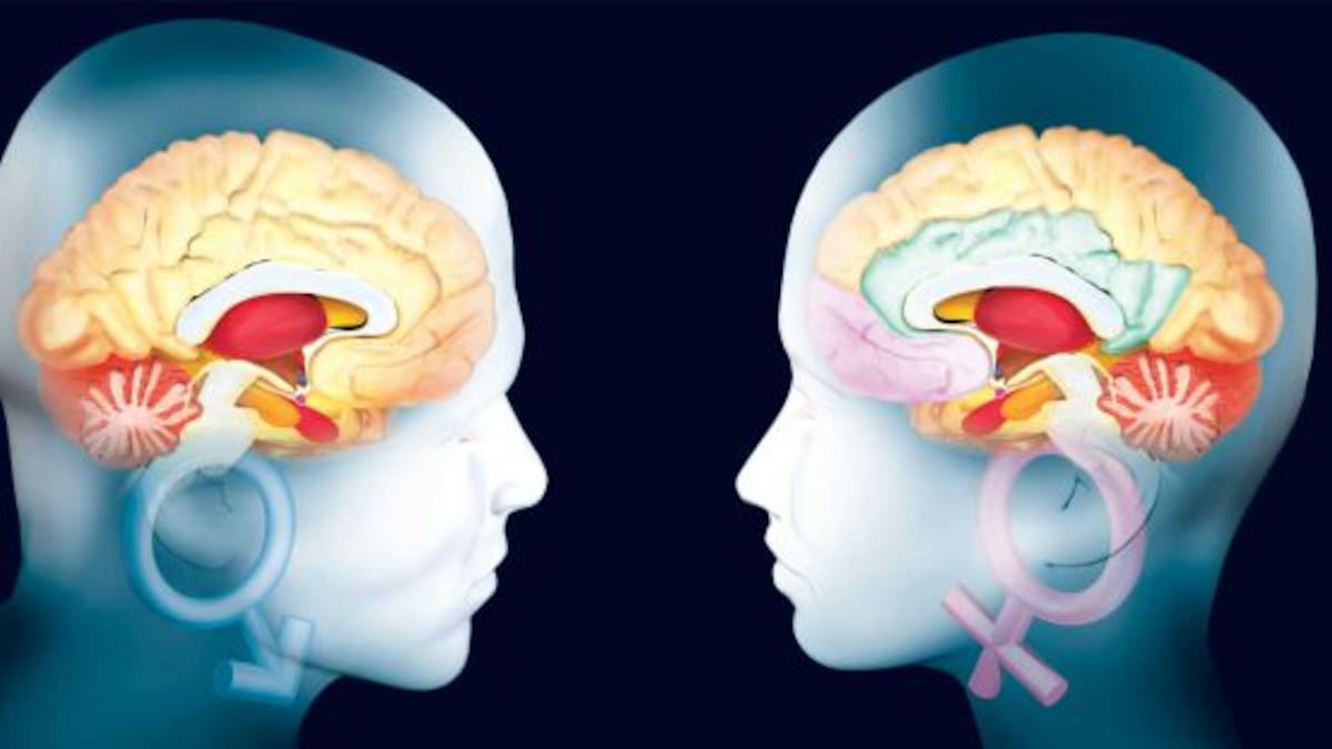 Cerebros masculinos y femeninos son iguales