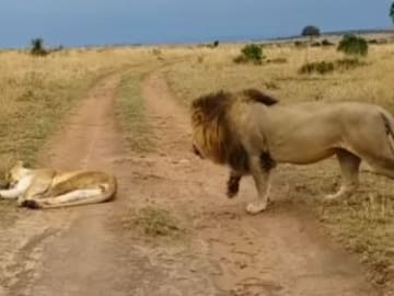 León despierta de la peor manera a leona y es la sensación en redes