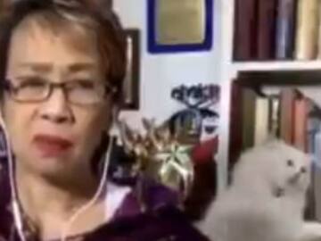 Estalla pelea de gatos detrás de reportera en transmisión en vivo