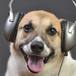 ¡Los perros prefieren el Rock!