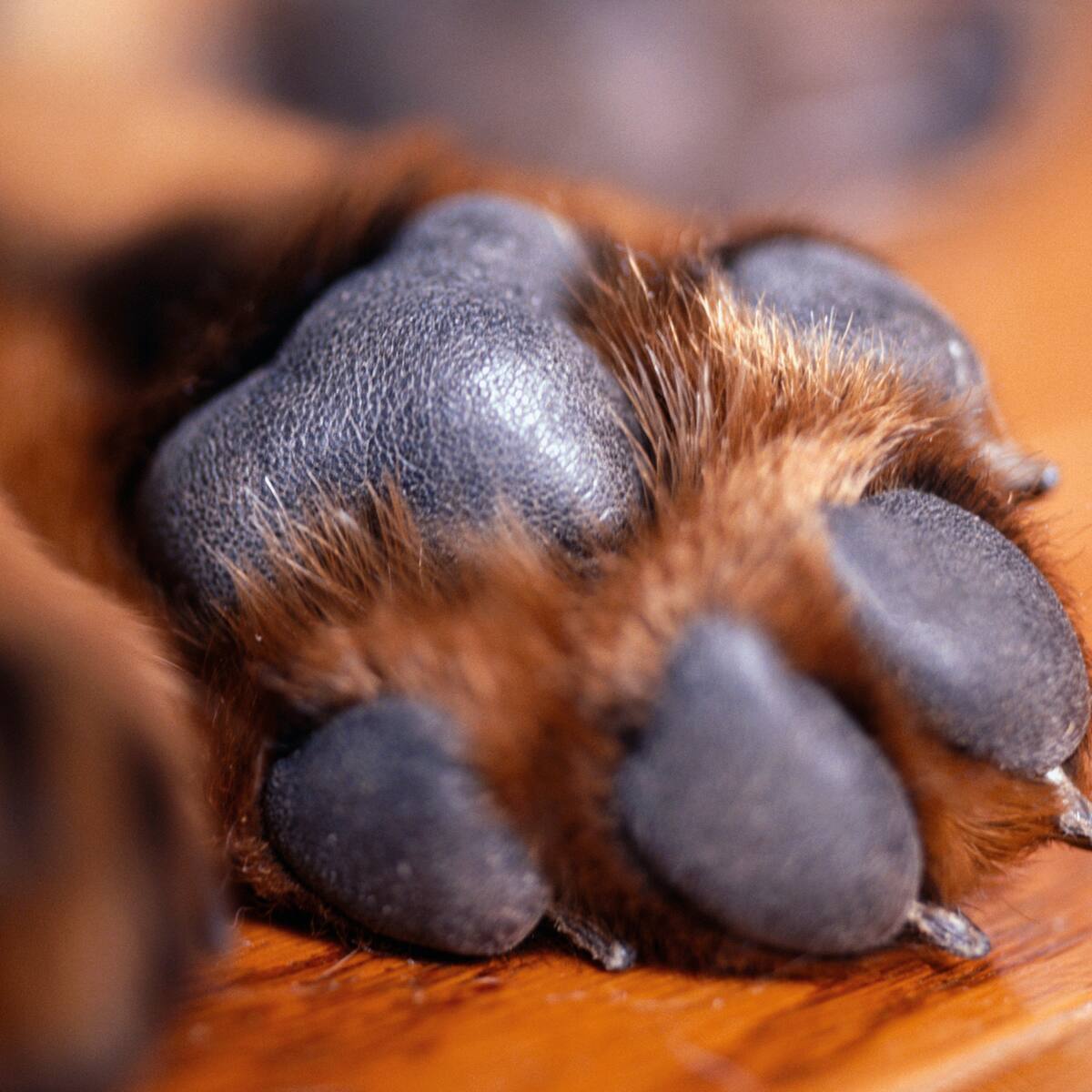 ¿Por qué las patas de tu perro huelen a “chetitos”?