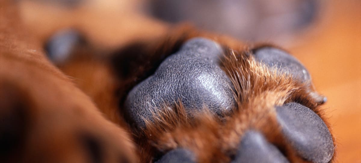 ¿Porqué huelen las patitas de los perros?