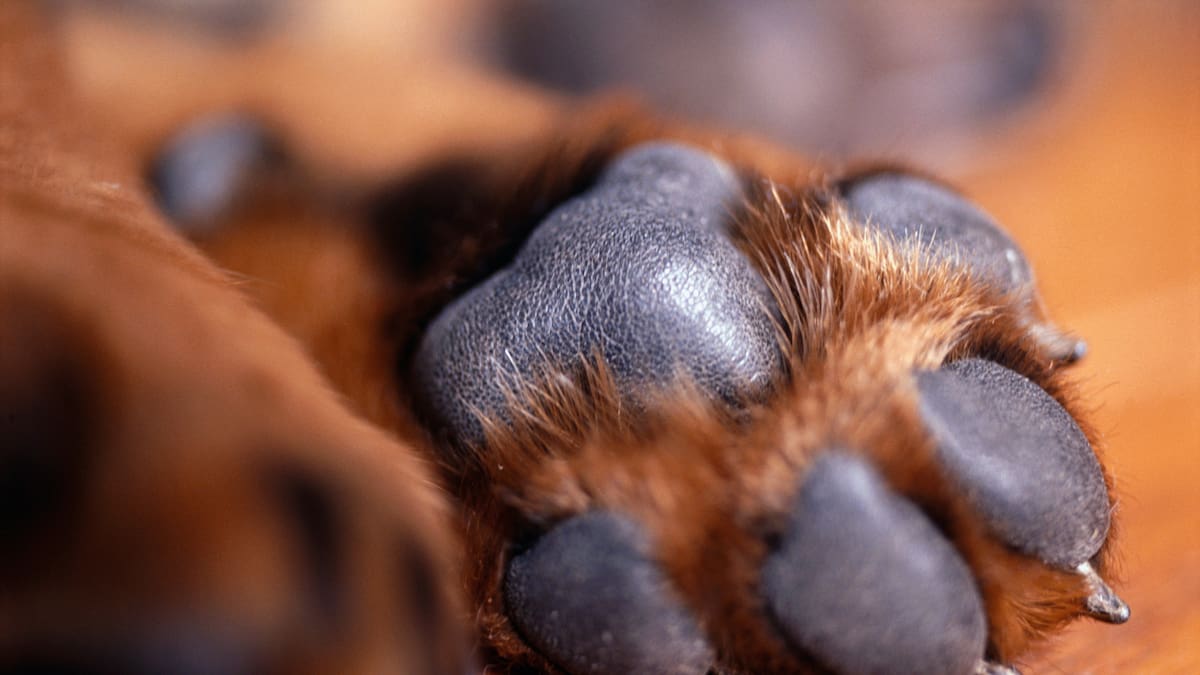 ¿Por qué las patas de tu perro huelen a “chetitos”?
