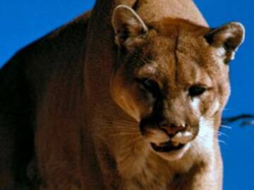 Hombre aniquila con sus propias manos a puma