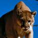 Hombre aniquila con sus propias manos a puma
