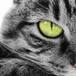 ¡Gato Radioactivo!