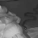 Serpiente ataca a una mujer mientras duerme