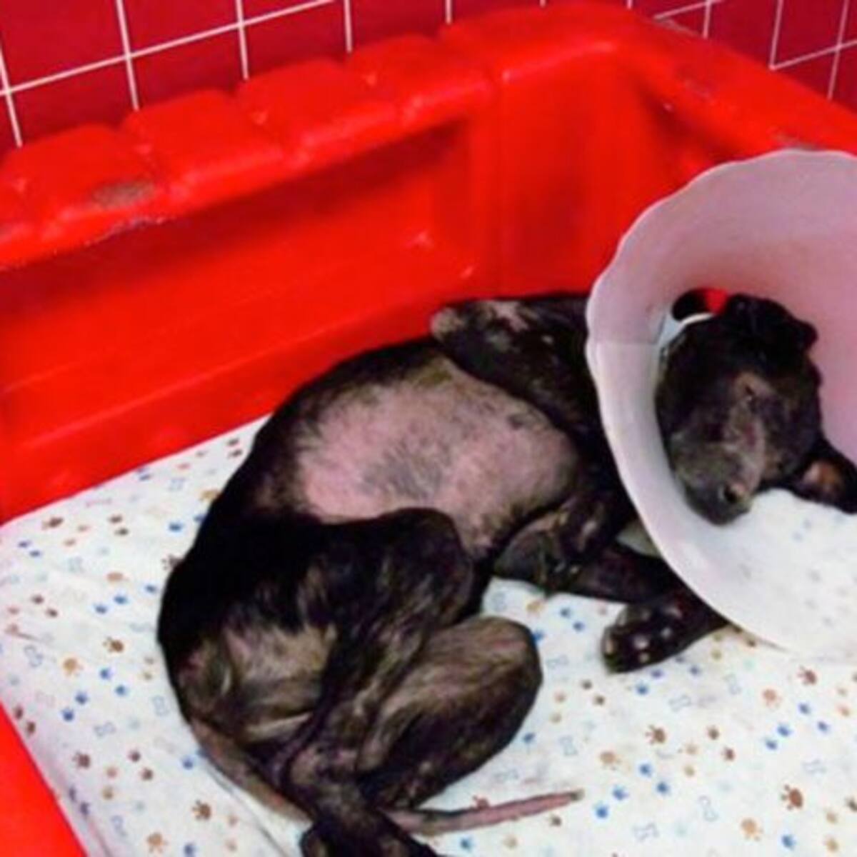 Adam, el perro que es alérgico a los humanos