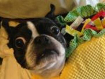 Podrías estar dañando a tu mascota sin saberlo