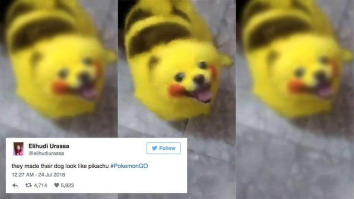 Discuten en redes por un perro pintado de Pikachu