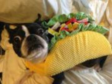 Podrías estar dañando a tu mascota sin saberlo