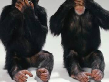 ¿Los simios saben lo que piensas?