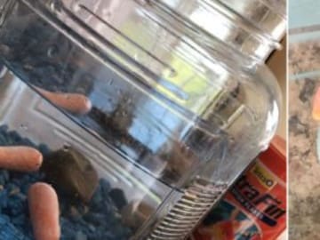 Cambió los peces de su hermana por zanahorias bebés