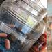 Cambió los peces de su hermana por zanahorias bebés